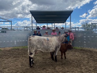 2024 Northern Exposure Shorthorn sale Results